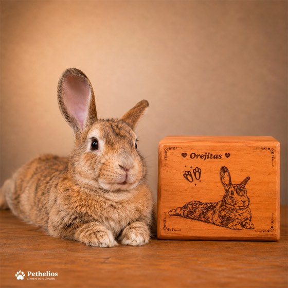Orejitas, una coneja, junto a su urna de madera personalizada.