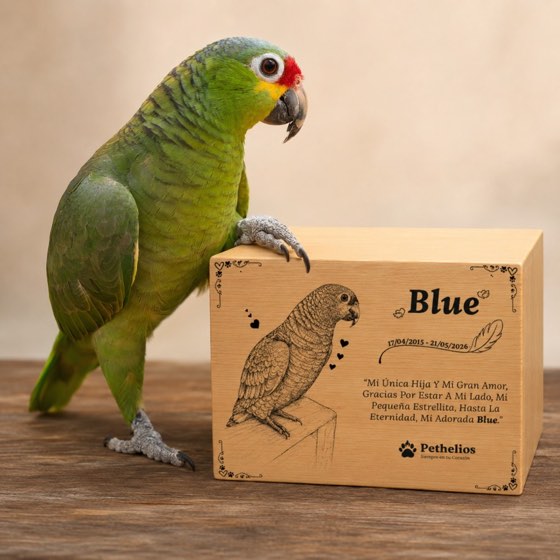 Blue, un loro, junto a su urna de madera personalizada.